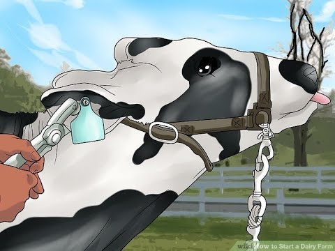 Is the cow being milked dry?